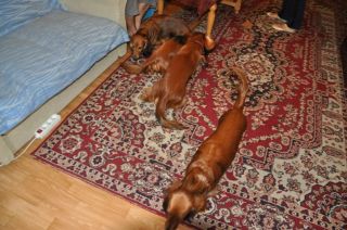 NADIM jamniki Kollapsar